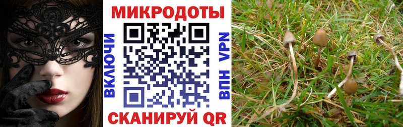 цена   Заинск  МЕГА маркетплейс  Галлюциногенные грибы Psilocybe 